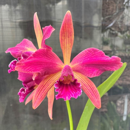 Cattleya SVO Sunset