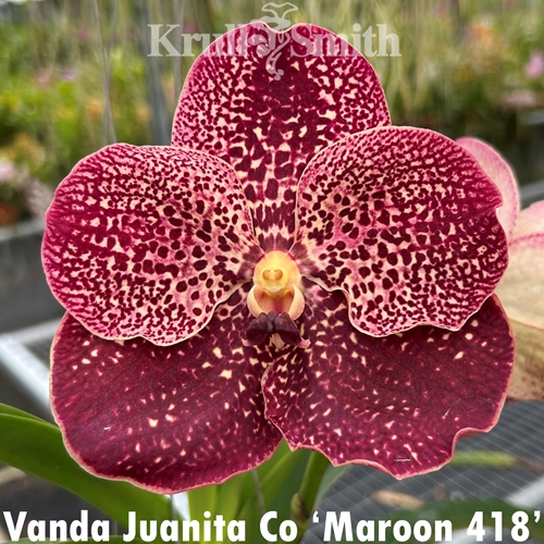 Vanda Juanita Co 'Maroon 418'