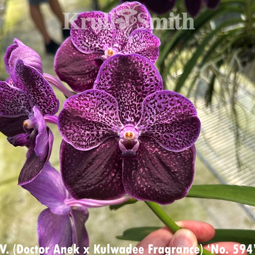 Vanda Doctor Anek x Kulwadee Fragrance 'No. 594'