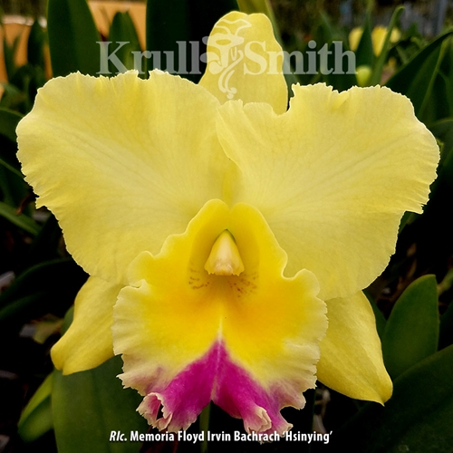Rlc. Memoria Floyd Irvin Bachrach 'Hsinying'