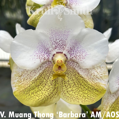 Vanda Muang Thong 'Barbara' AM/AOS