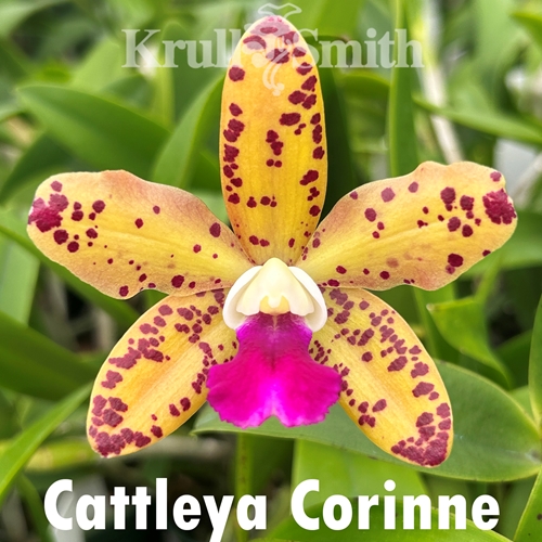 Cattleya Corinne