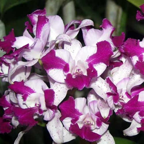 Cattleya Interglossa x Mark Jones