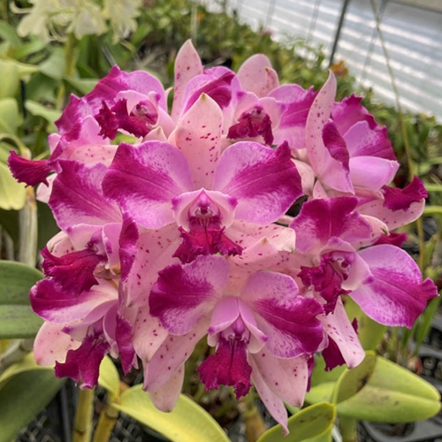 Cattleya Penny Kuroda x Katherine Clarkson