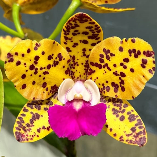 Seedling Parent B Cattleya Penny Kuroda x Katherine Clarkson