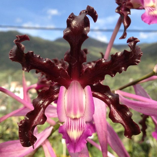 Laelia schultzei x Ctt. Chocolate Drop