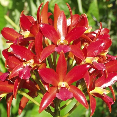 Seedling Parent B Laelia schultzei x Ctt. Chocolate Drop