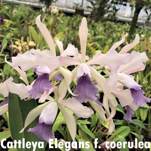 Cattleya Elegans x Interglossa - Treated