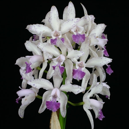 Seedling Parent B Cattleya Elegans x Interglossa - Treated