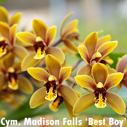 Cymbidium Madison Falls 'Best Boy'