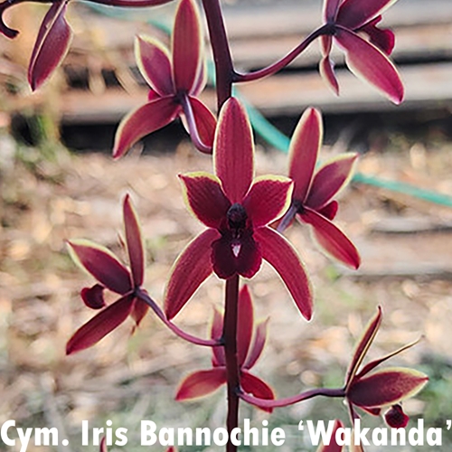 Cymbidium Iris Bannochie 'Wakanda'