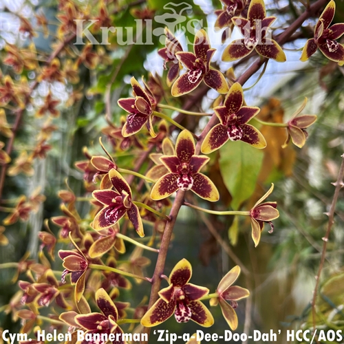 Cymbidium Helen Bannerman (formerly Little Black Sambo)