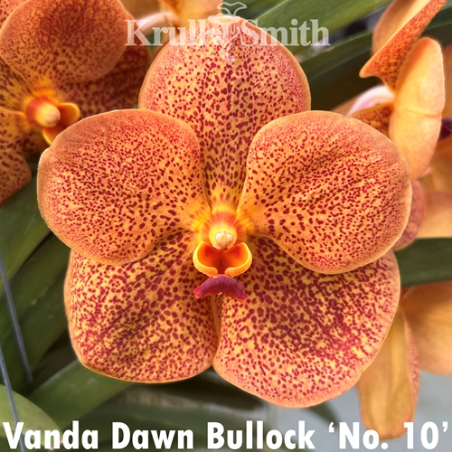Vanda Dawn Bullock 'No. 10'