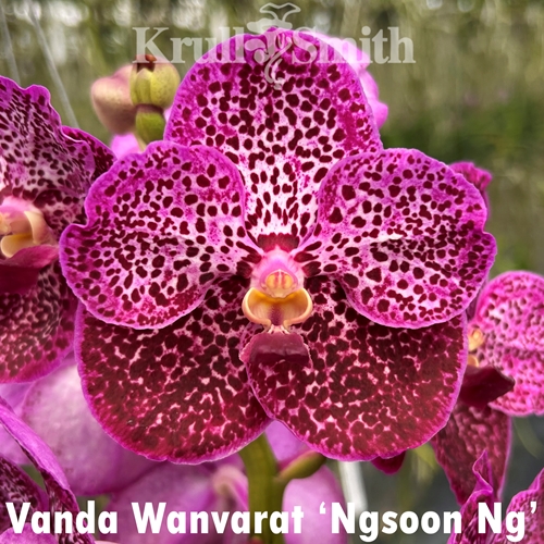 Vanda Wanvarat 'Ngsoon Ng'
