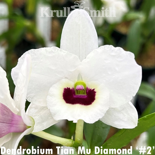 Dendrobium Tian Mu Diamond '#2'