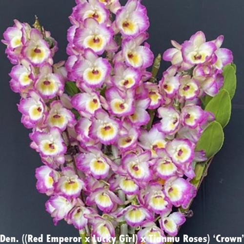 Dendrobium (Red Emperor x Lucky Girl) x Tianmu Roses 'Crown'