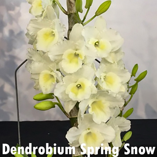 Dendrobium Spring Snow