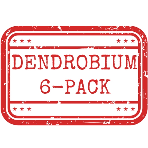 *Dendrobium 6-Pack*