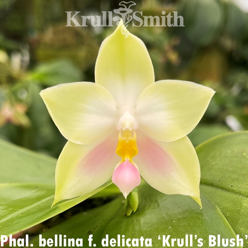 Phalaenopsis bellina f. delicata (2405) Parent 1