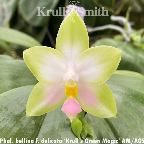Seedling Parent B Phalaenopsis bellina f. delicata (2405)