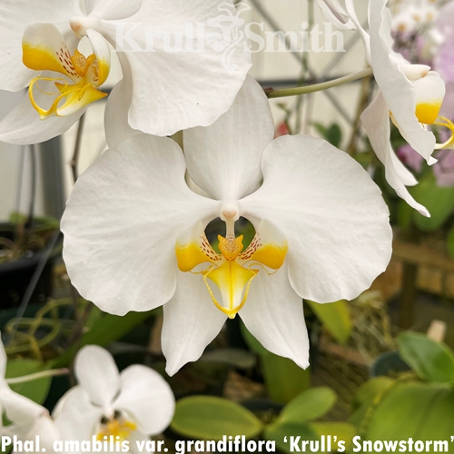 Phalaenopsis amabilis var. grandiflora (2357)