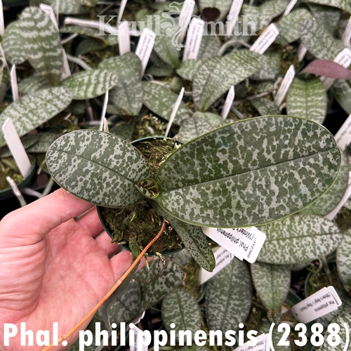 Phalaenopsis philippinensis (2338)