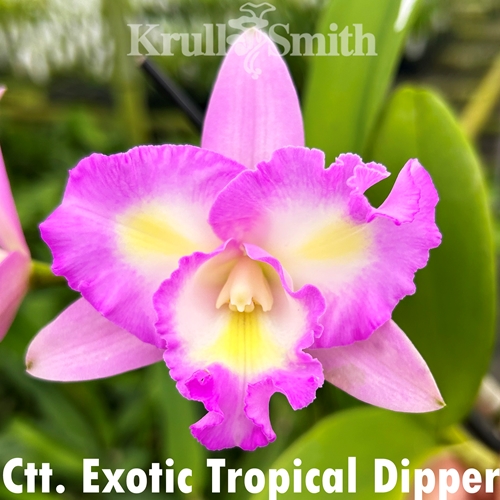 Ctt. Exotic Tropical Dipper