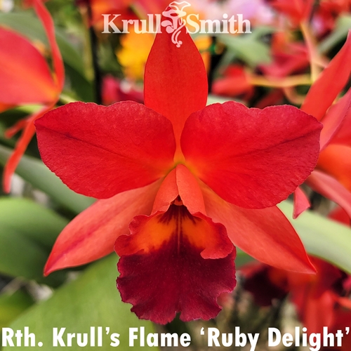 Rth. Krull's Flame x Ctt. Fire Gem (2355) Parent 1
