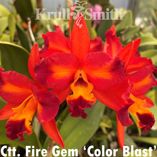 Seedling Parent B Rth. Krull's Flame x Ctt. Fire Gem (2355)