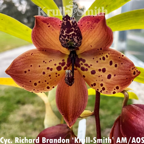 Seedling Parent B Mormodes Solar Flare x Cycnoches Richard Brandon