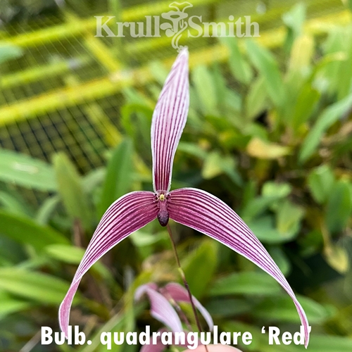 Bulbophyllum quadrangulare (Red)