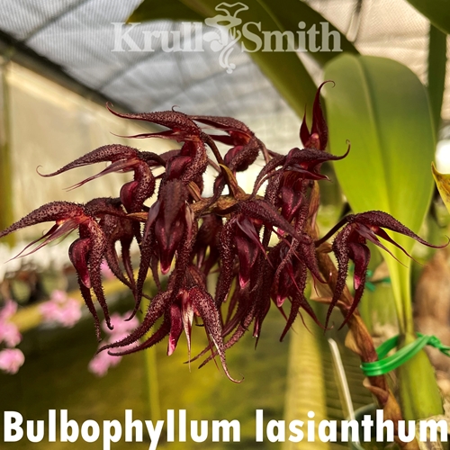 Bulbophyllum lasianthum