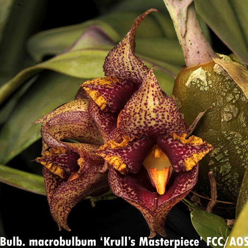 Bulbophyllum macrobulbum x cruentum Parent 1