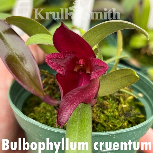 Seedling Parent B Bulbophyllum macrobulbum x cruentum