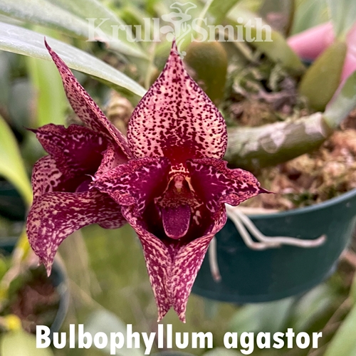 Bulbophyllum agastor