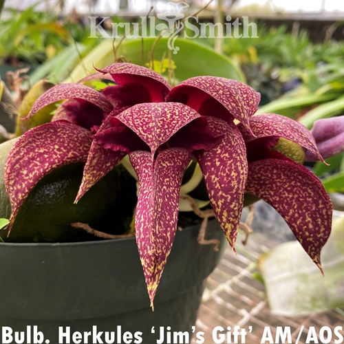 Bulbophyllum Herkules x Bulbophyllum beccarii Parent 1