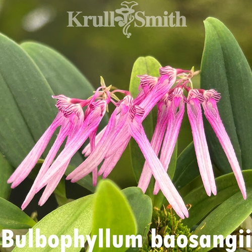 Bulbophyllum baosangii