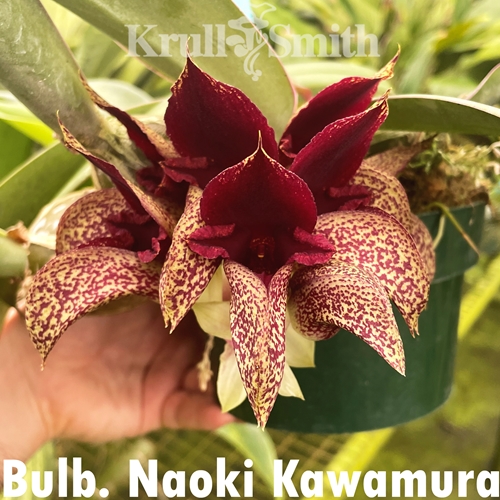 Bulbophyllum Naoki Kawamura