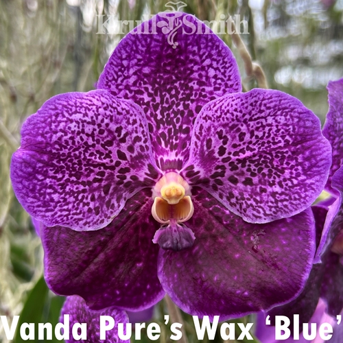 Vanda Pure's Wax 'Blue'