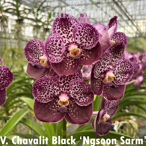 Vanda Chavalit Black 'Ngsoon Sarm'