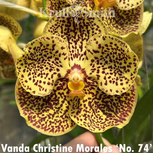 Vanda Christine Morales 'No. 74'