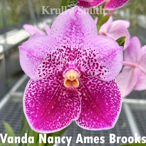 Vanda Nancy Ames Brooks 'No. 108'