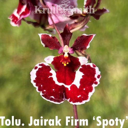 Tolumnia Jairak Firm 'Spoty'