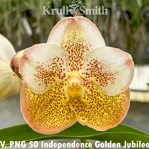 Vanda PNG 50 Independence Golden Jubilee 'No. 722'