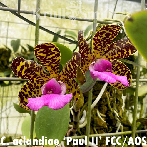 Cattleya aclandiae 4n (2021) Parent 1