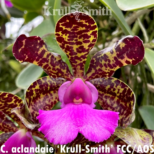Seedling Parent B Cattleya aclandiae 4n (2021)
