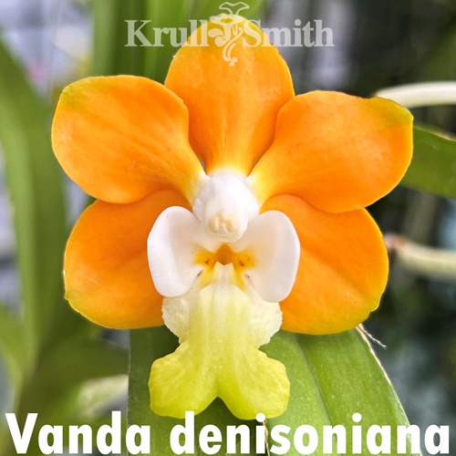 Vanda denisoniana