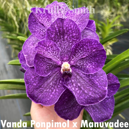 Vanda Ponpimol x Manuvadee