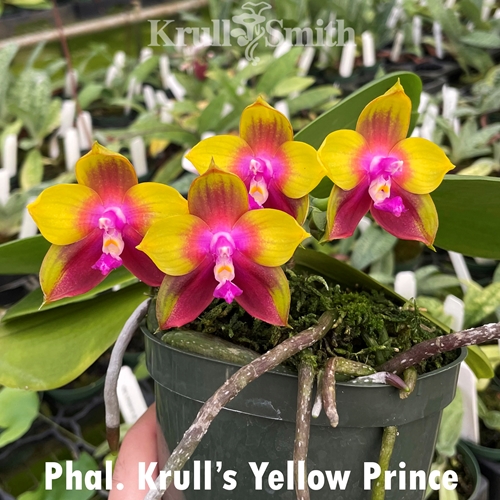 Phalaenopsis Krull's Yellow Prince