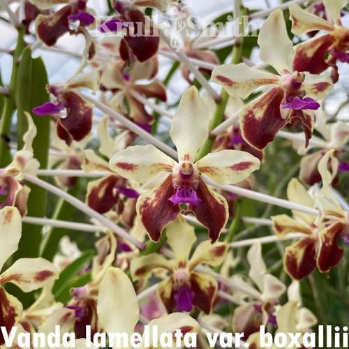 Vanda lamellata var. boxallii